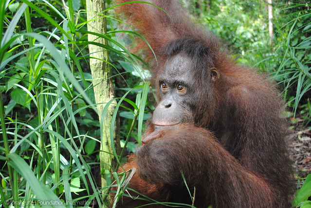 Orangutan of the Month - Berman