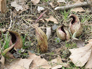 Skunk Cabbage by Penny O'Connor