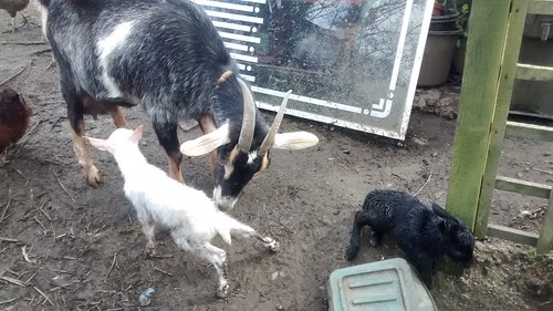 goat kids Apr 17 (22)