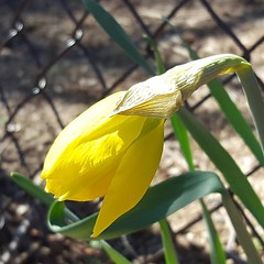 Almost. #signsofspring #daffodils