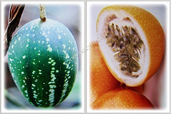 Unripen fruits of Passiflora laurifolia (Jamaican Honeysuckle, Golden Bellapple, Water Lemon, Yellow Granadilla), 31 March 2017
