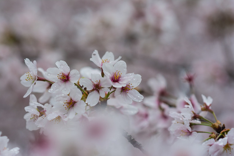 雨に濡れた桜の花