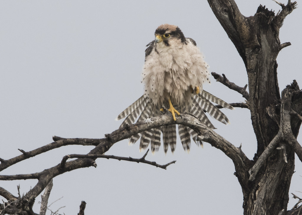 Red-necked Falcon   Falco Chicquera
