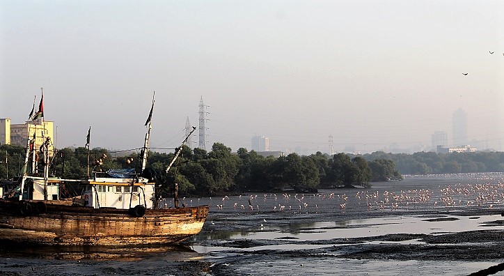 With the industries in the background, the sight of the flamingos swooping down on the mangroves and the mudflats in the morning makes for an oddly unique sight! 