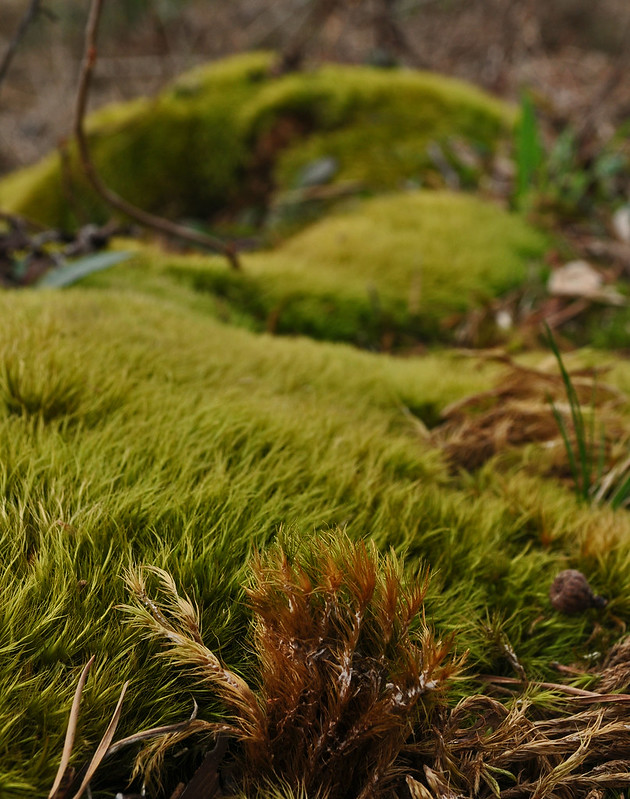 Eyre Hall - Moss by Eyreville Creek (2)