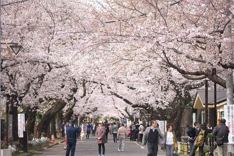 東京春景色 日暮里、谷中、上野の桜