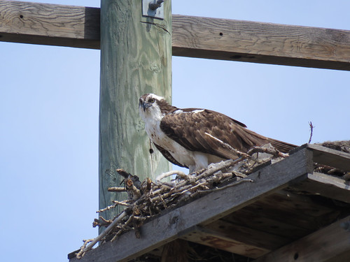 On the nest