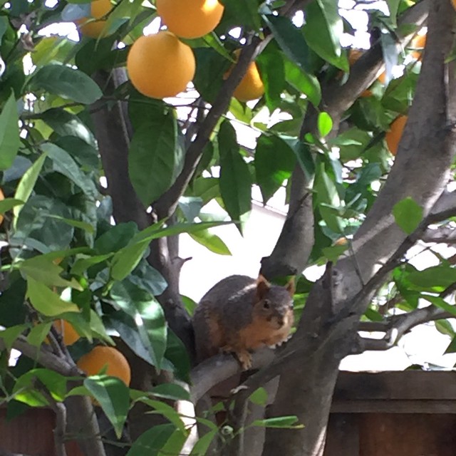 squirrel in orange tree