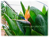 Strelitzia reginae (Crane Flower/Plant, Bird of Paradise, Bird of Paradise flower/plant, Crane-leaved Strelitzia)