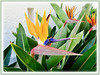 Strelitzia reginae (Crane Flower/Plant, Bird of Paradise, Bird of Paradise flower/plant, Crane-leaved Strelitzia)
