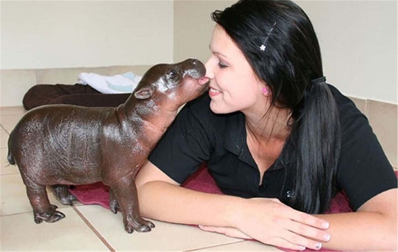 27 Adorable & Tiny Animals That Are Too Cute To Handle #12: Hippo
