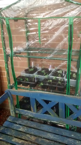 mini greenhouse Mar 17