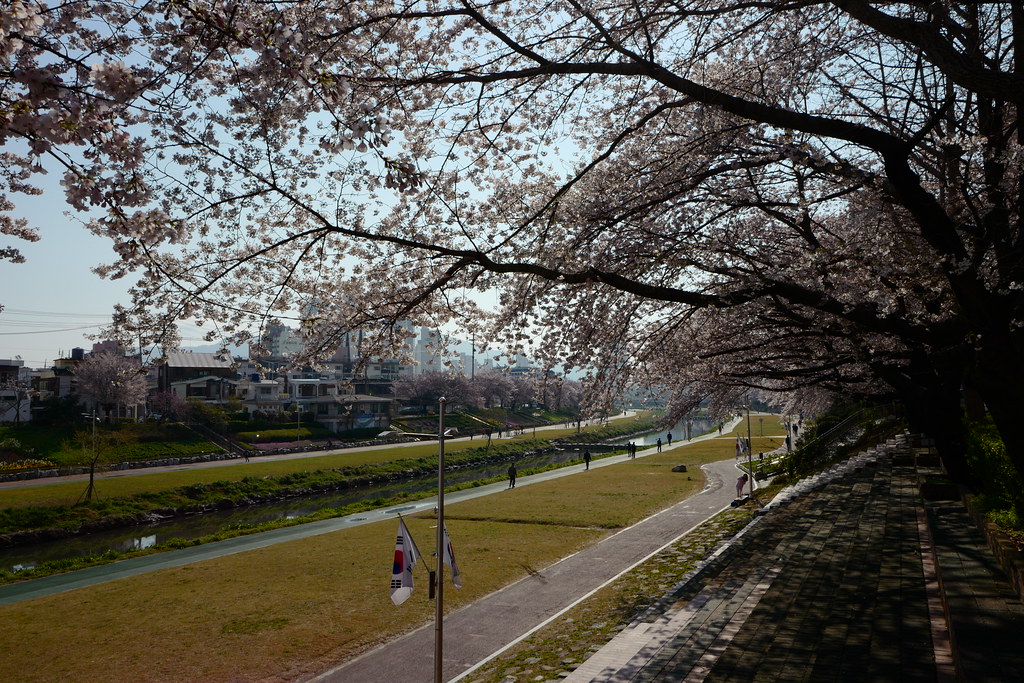 溫泉川櫻花