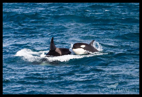 Foraging orcas