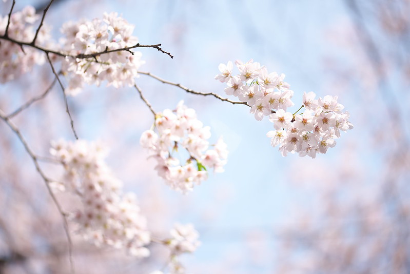 東京春景色 日暮里、谷中、上野の桜