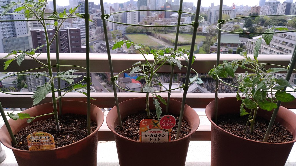 トマトの鉢植え