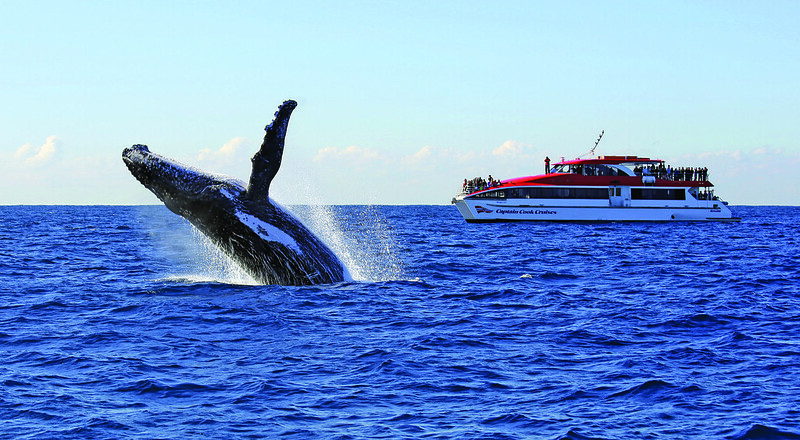 Captain Cook Whale Watch Cruise
