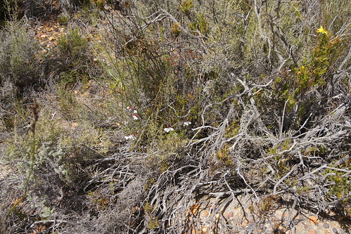 Pelargonium tricolor in habitat