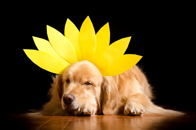 Dog Flower?