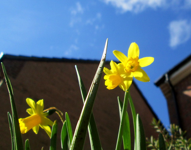 miniature  daffodils