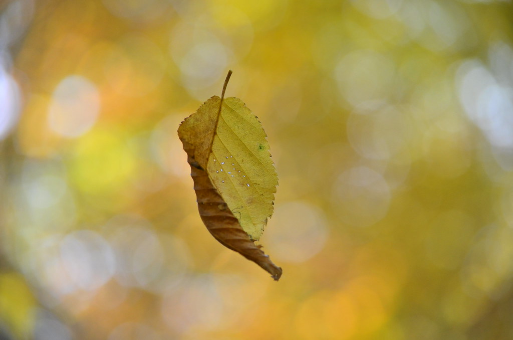 Image result for falling leaf