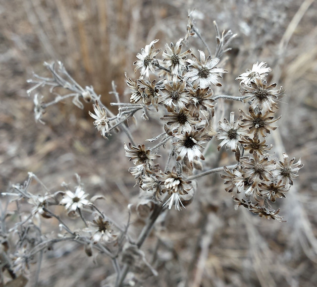 grayish-brown stiff goldenrod plant with barely any seeds left, and no snow