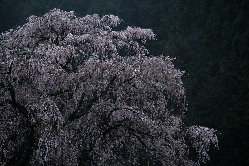 One old cherry tree of light rain