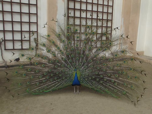 peacock..