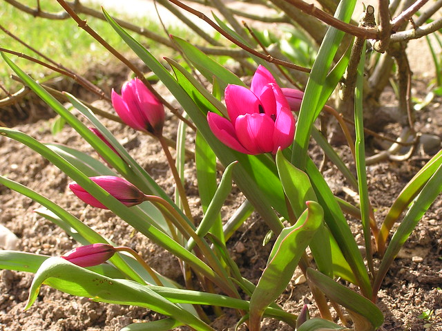 Tulipa pulchella Violacea Group