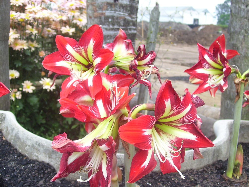 Flores espectaculares de primavera - Viveros Don Pedro