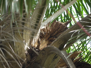 Elaeis guineensis | Arecaceae (palm family) » Elaeis guineen… | Flickr