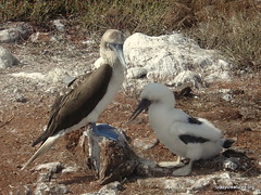 Blue-footed Booby with Chick | These chaps famously occur on… | Flickr