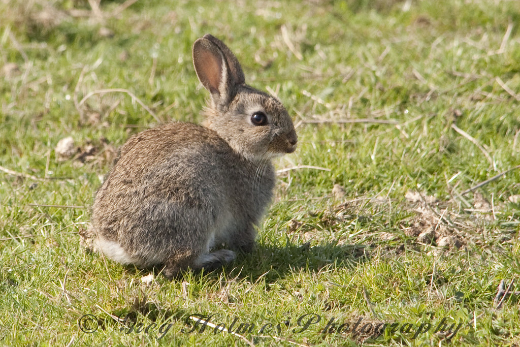 Baby Rabbit New Forest Baby Rabbit taken in a field up the… Flickr