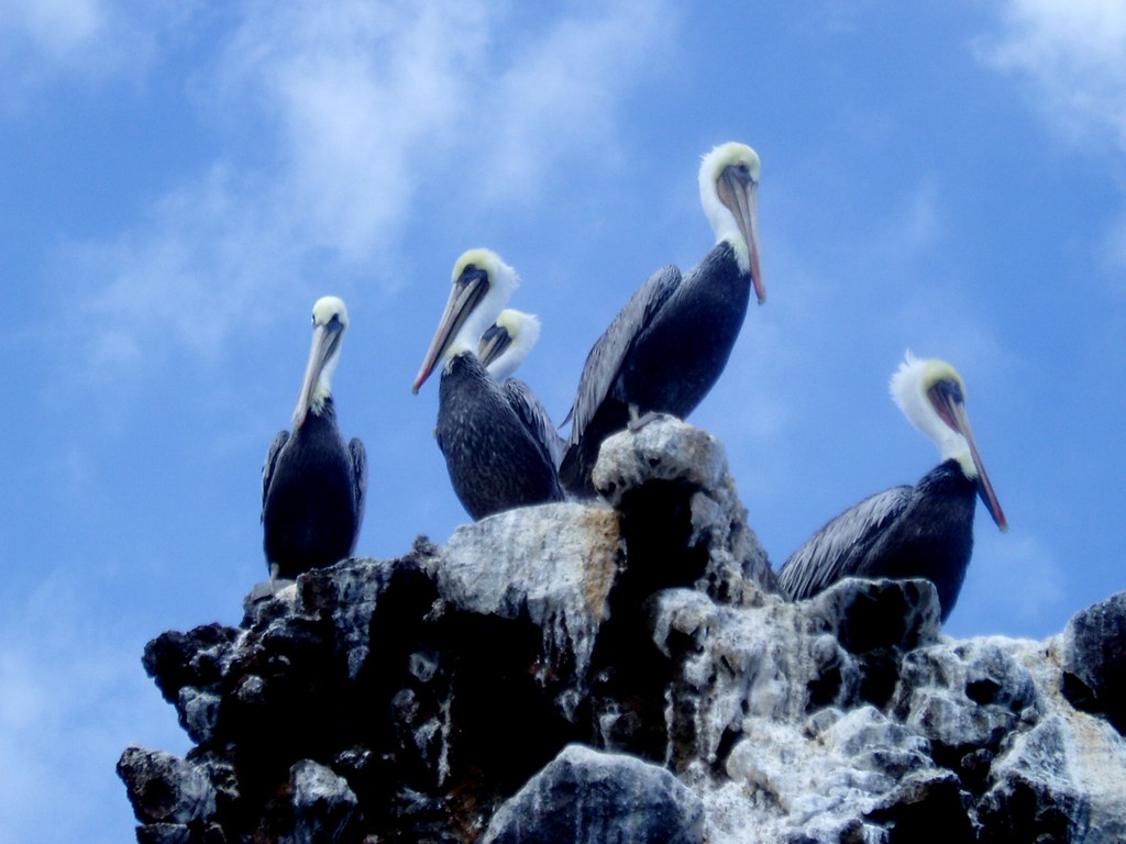 sanc0039 | Brown pelicans (Pelecanus occidentalis). Californ… | Flickr1024 x 768