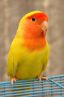 IMG_1106-1 | Lutino peach faced lovebird (male) | loei88 | Flickr