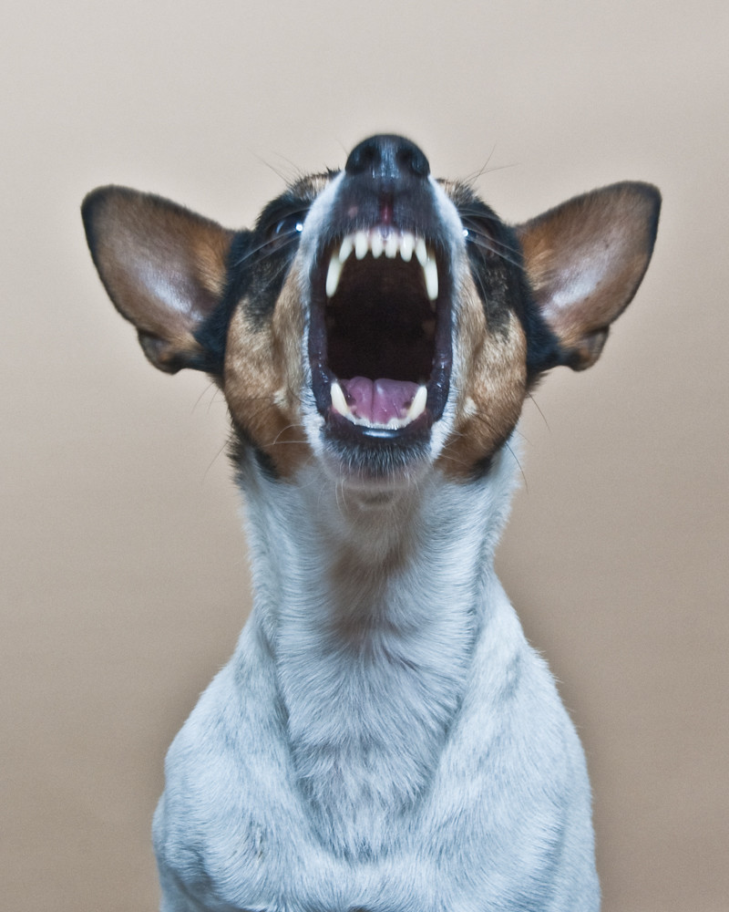 Rat Terrier Showing Teeth | Our rat terrier Suzie showing he… | Flickr