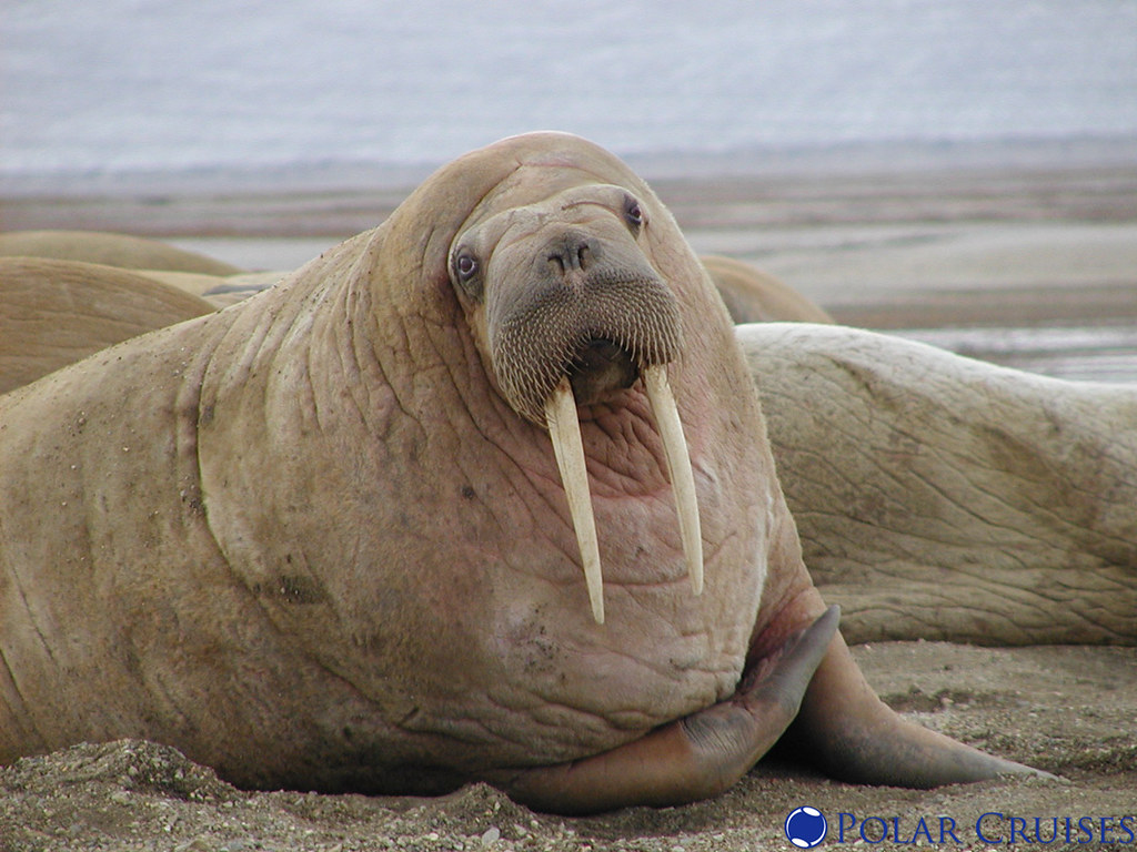 walrus buckets