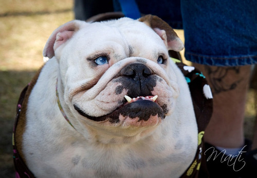 Blue Eyed Bulldog A little beauty of a different breed