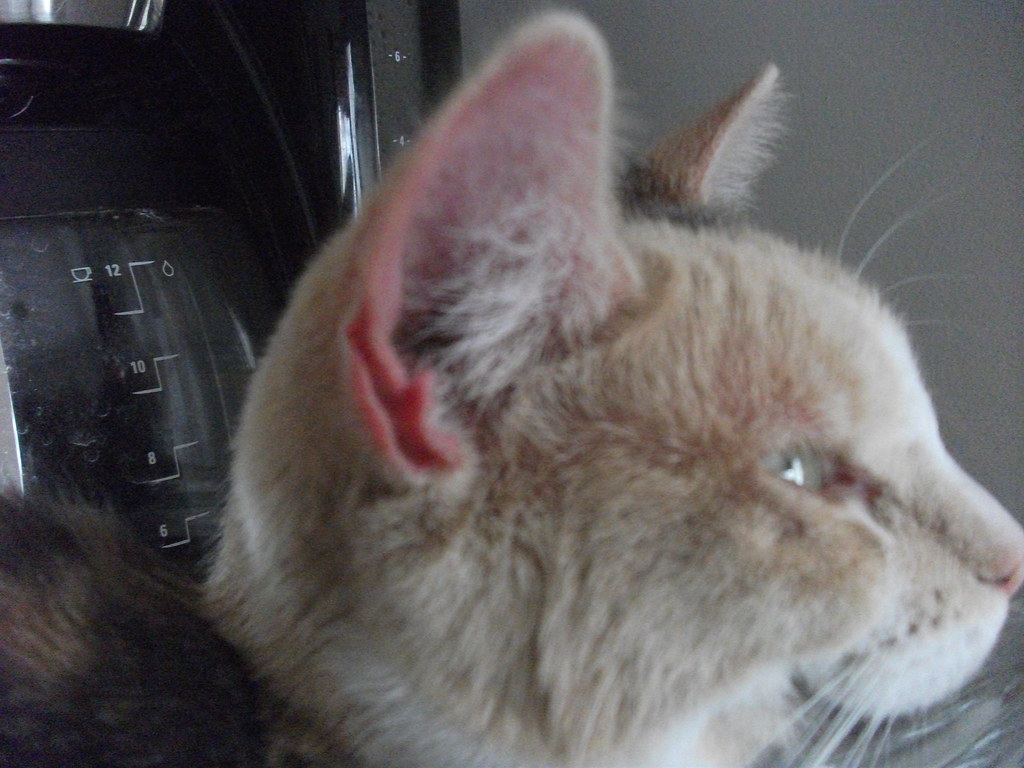 Red Hot Ears ( Athena recently has mites, if your cat has… Flickr