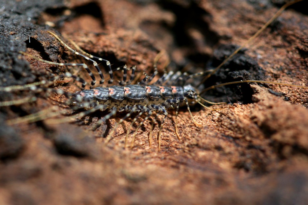 Allothereua maculata (Australian House Centipede ...