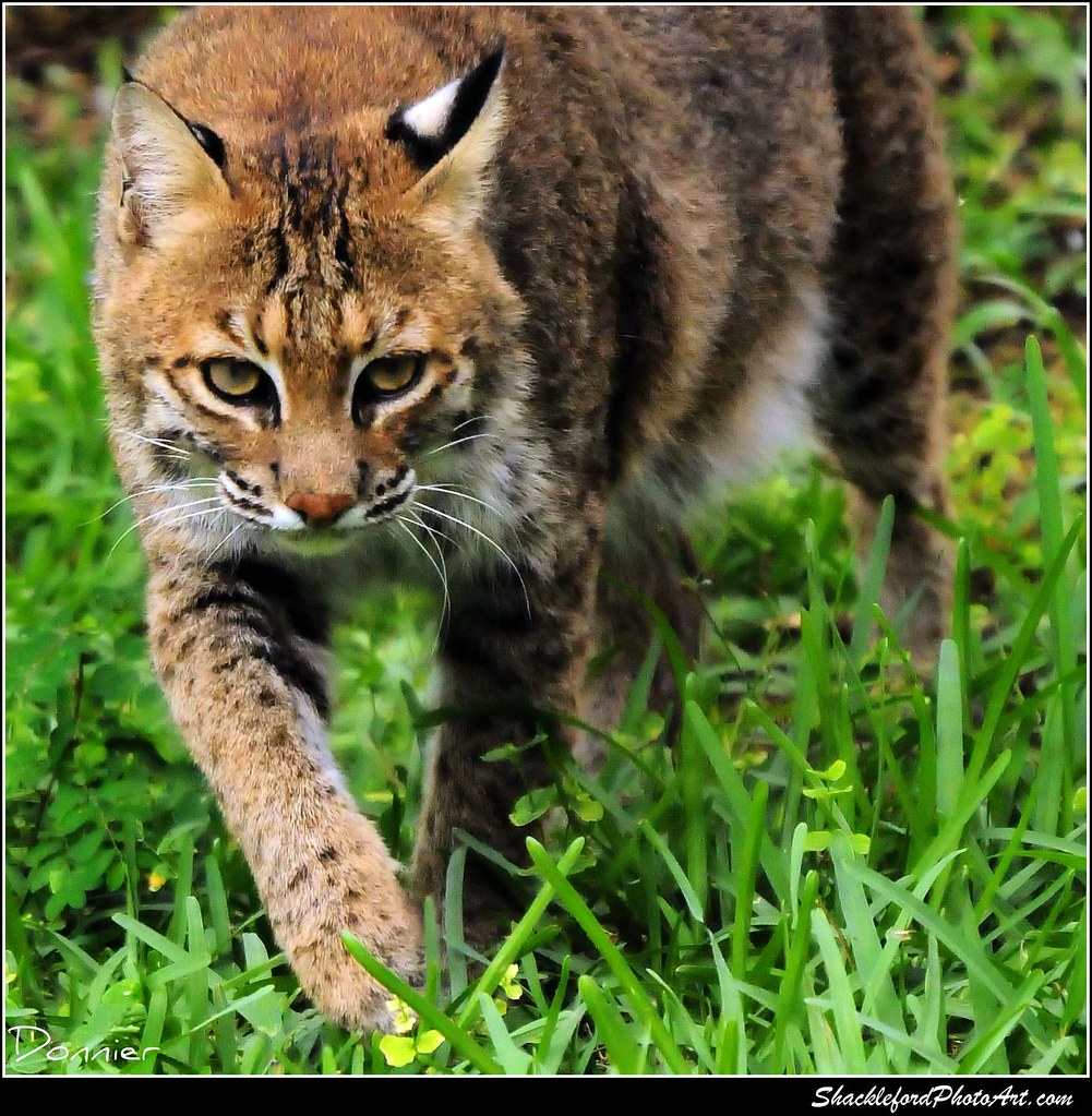 Bobcat Eyes 