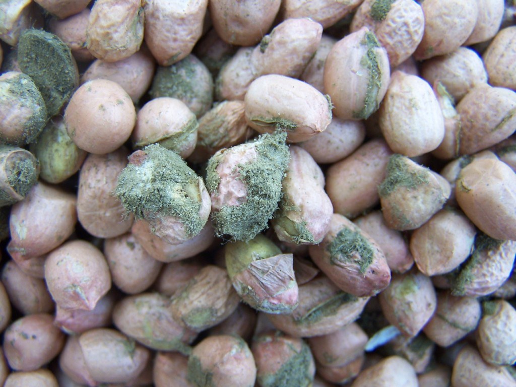 Aflatoxin-contaminated groundnut kernels