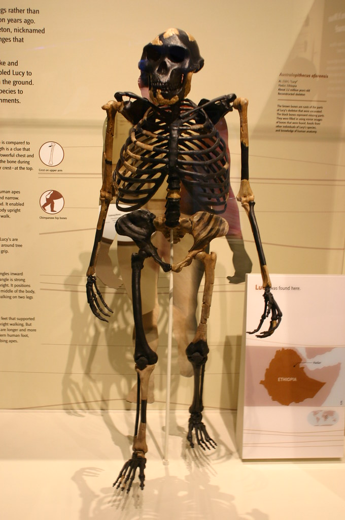 Australophitecus afarensis, the first biped early hominid.