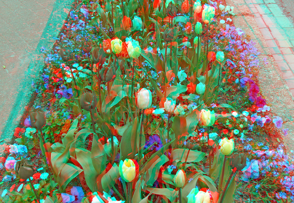 Tulips 3D anaglyph red blue (or cyan ) glasses to view | Flickr
