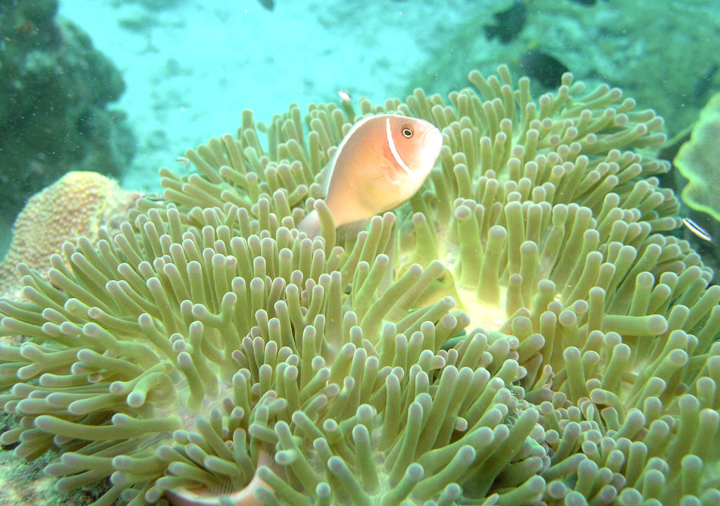 Resultado de imagen de Sipadan coral