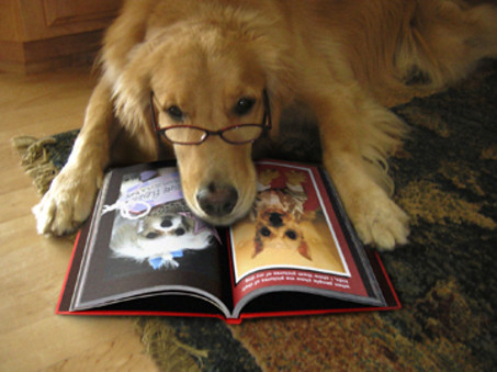 Image result for dog with book