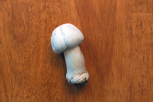 Mushroom Penis 12