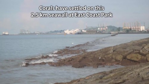 Corals have settled on a long seawall at East Coast Park