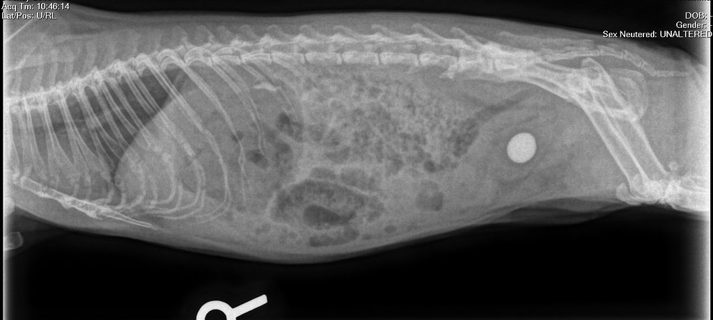 Guinea pig x-ray with large bladder stone | Olathe Animal Hospital in