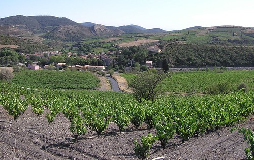 Vineyards above Villeneuve les Corbieres